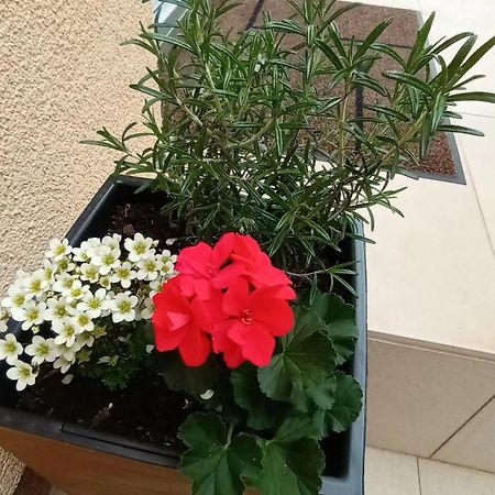 Apartman Sandra -Private Parking And Garden زادار المظهر الخارجي الصورة